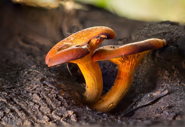 Omphalotus olearius mushrooms closeup