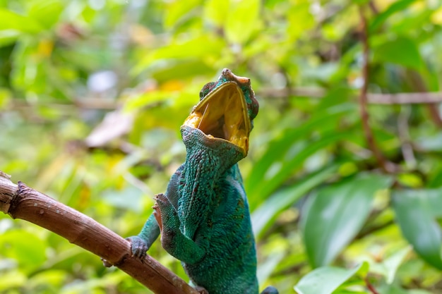 One chameleon on a branch in the rainforest of madagascar