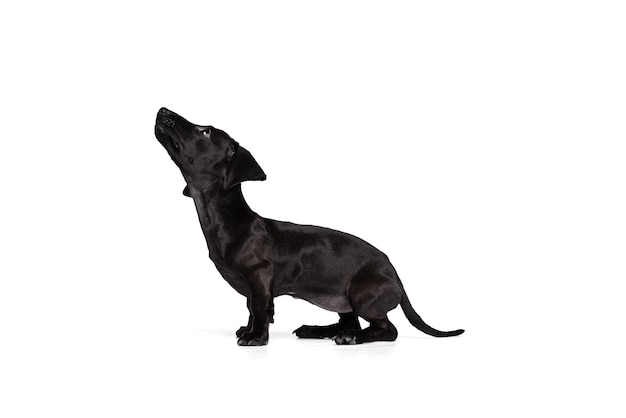 One cute playfull puppy dachshund dog calmly sitting posing isolated over white studio background