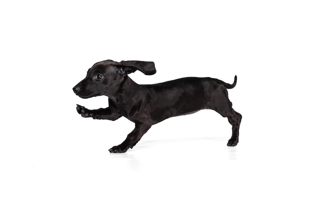 One cute playfull puppy dachshund dog running posing isolated over white studio background