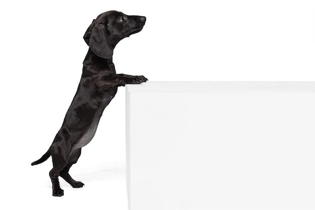 One cute playfull puppy dachshund dog standing on hind legs posing isolated over white studio background