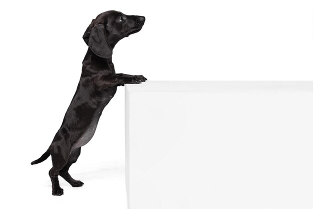Один милый игривый щенок такса, стоящий на задних лапах, позирует изолированно на белом фоне студии