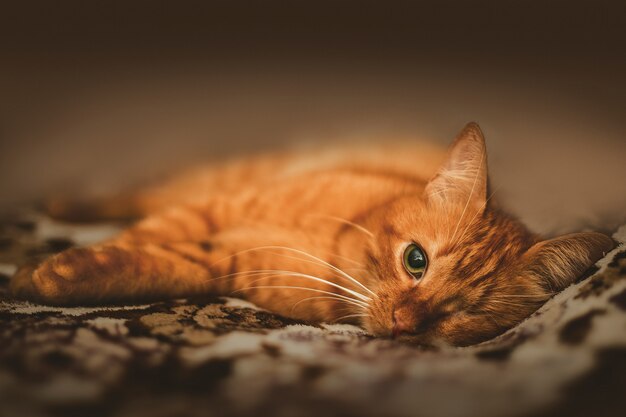 one-eyed adorable ginger cat