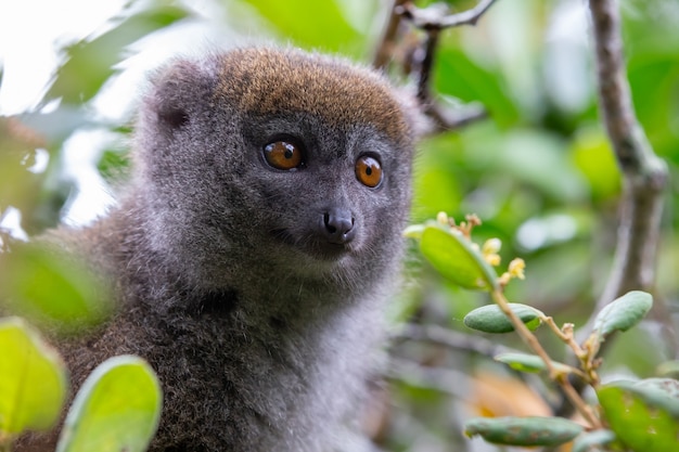 One little lemur on the branch of a tree in the rainforest