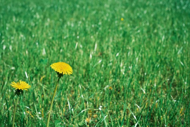 젊은 신선한 녹색 잔디 봄 또는 초여름에 노란색 민들레 한 개 배너의 아이디어는 건강 관리 건강 및 미용 광고를 위한 생명의 꽃 배경입니다