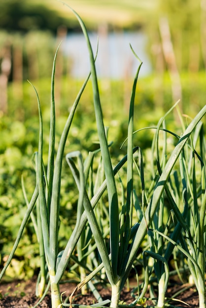 Onion leaves farming concept