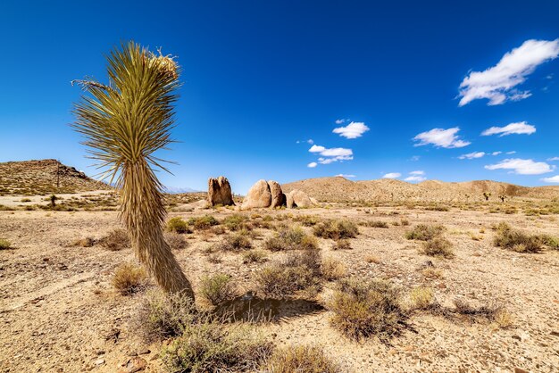 Открытое пустынное поле с песчаными холмами и пасмурным голубым небом