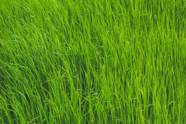 Открытое поле с зеленой травой