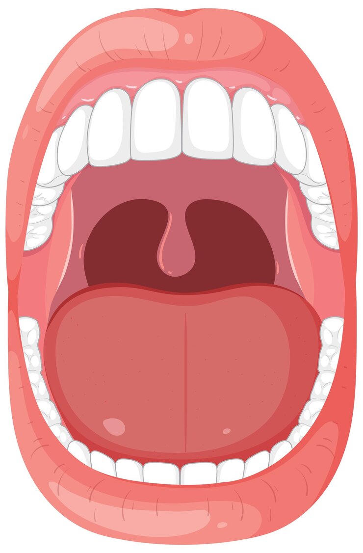 Free Photo open mouth anatomy illustration