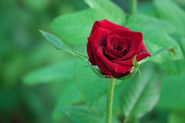 Foto gratuita aperto fiore rosso con sfondo sfocato