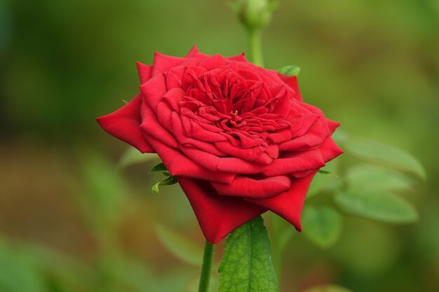 Open red flower with defocused background