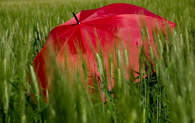 Открытый красный зонт в зеленой траве