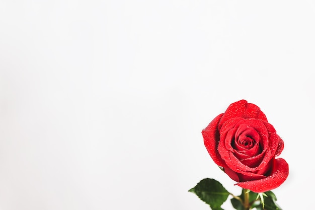 Open rose on a white background