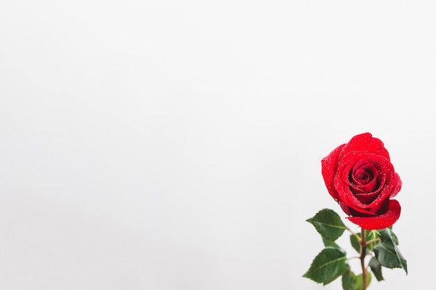 Open rose on a white background