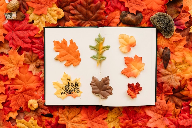 Opened book with herbarium