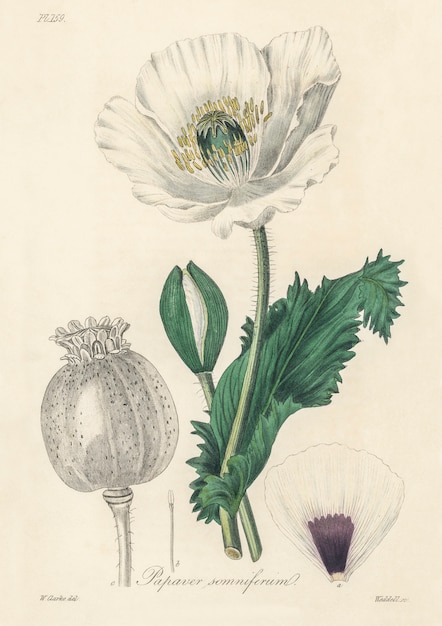 Опийный мак (Papaver somniferum) Иллюстрация из медицинской ботаники (1836)