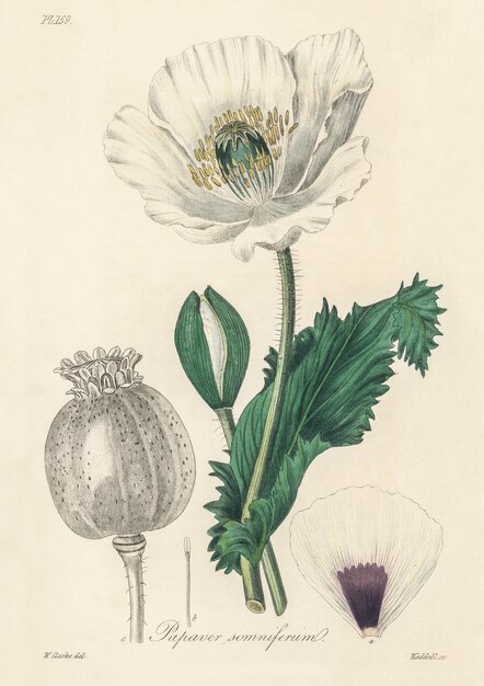 Opium poppy (Papaver somniferum) illustration from Medical Botany (1836) 
