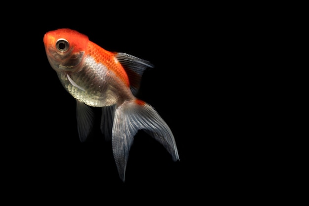 オレンジ色の美しいベタ魚分離黒背景