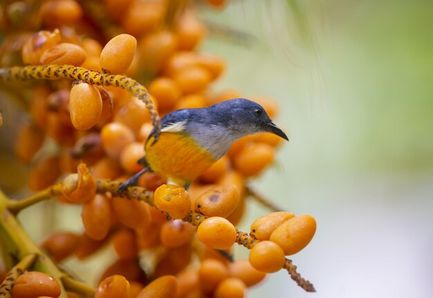 Orange-bellied flowerpecker on tree branch