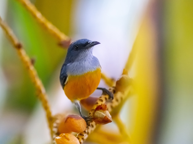 Free photo orange-bellied flowerpecker on tree branch