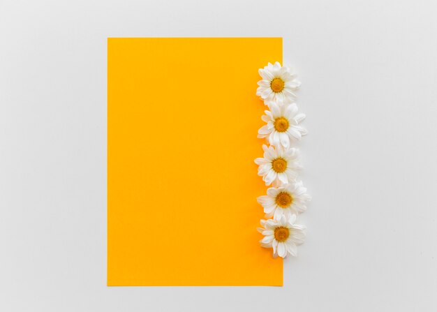 Orange blank paper with daisy flowers above isolated on white background