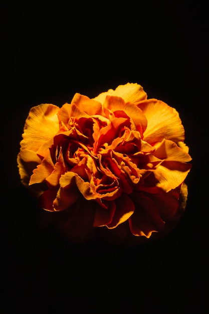 Orange carnation on black