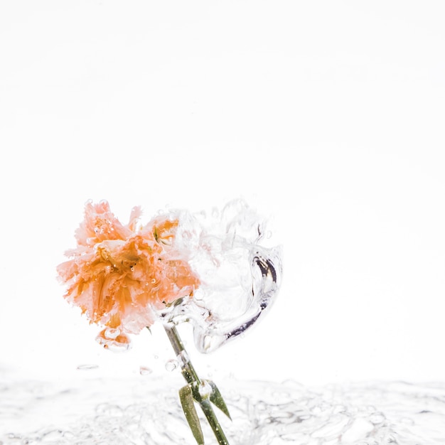 Orange carnation falling into water