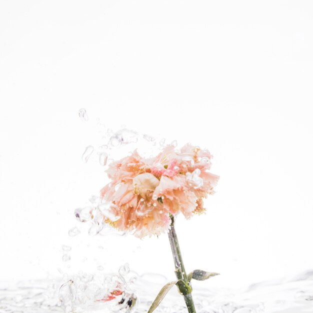 Orange carnation falling into water