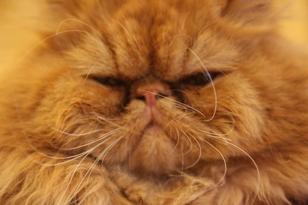 Foto gratuita arancione gatto faccia