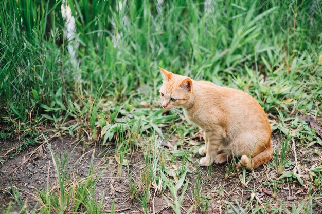 オレンジ色の猫に座って何かを探して