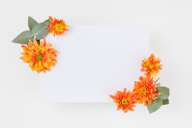 An orange chrysanthemum flowers decorated on paper over the white background