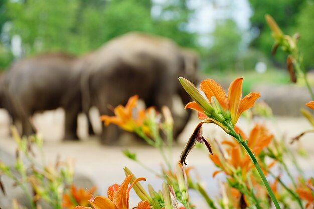 Orange colored flowers