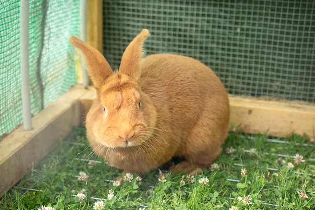 Orange domestic rabbit in a cage with green grass