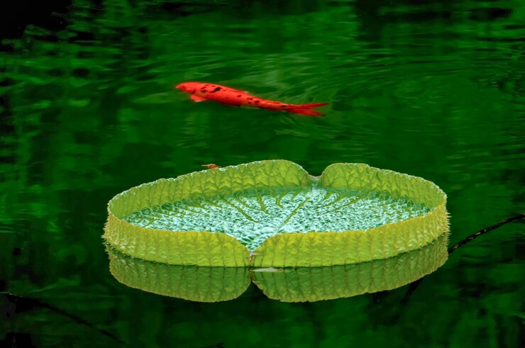 Free Photo orange fish swimming
