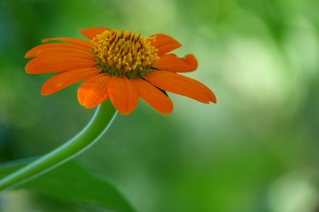 Оранжевый цветок крупным планом