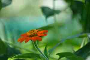 Foto gratuita fiore arancione con sfondo sfocato