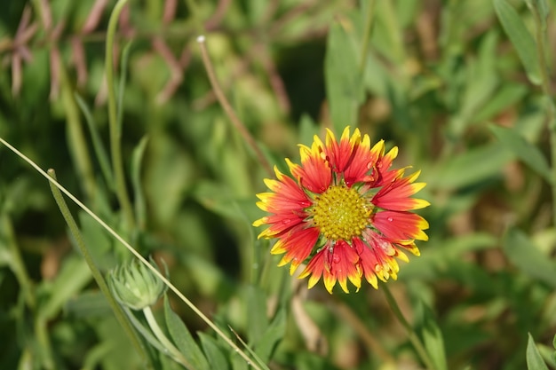 Orange flower with yellow edges