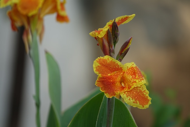 黄色のエッジを持つオレンジ色の花