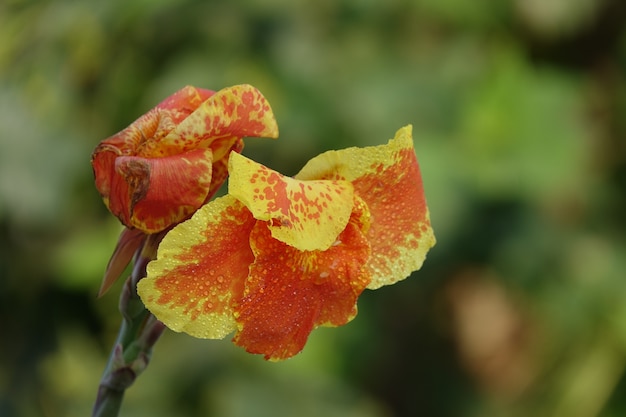 黄色のエッジを持つオレンジ色の花