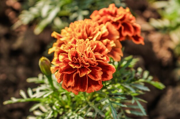 Free photo orange flower