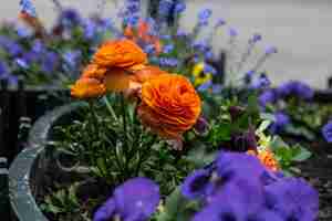 Foto gratuita ranuncolo di ranuncoli di fiori d'arancio su un letto di fiori