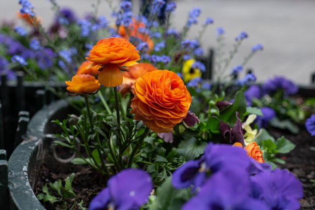 Orange flowers buttercups ranunculus on a flower bed