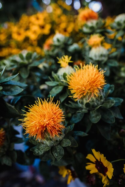 Orange flowers in the garden