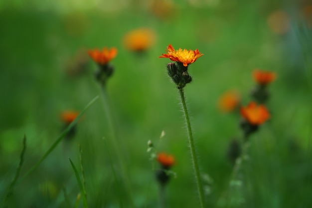 牧草地のオレンジ色の花