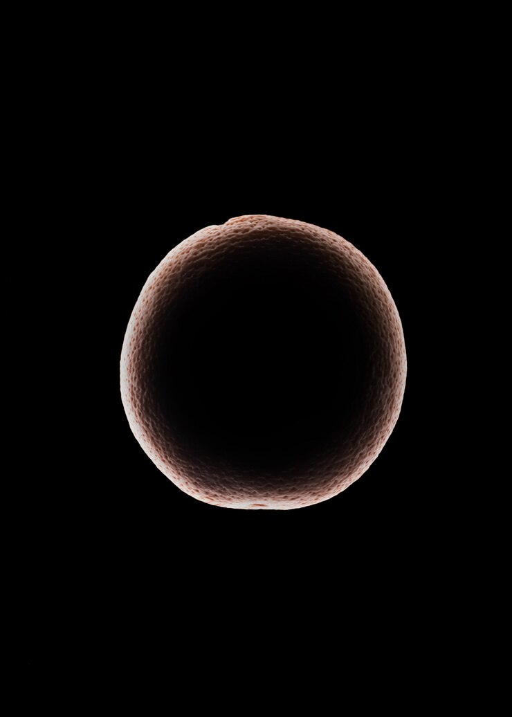 Free Photo orange fruit silhouette isolated over black