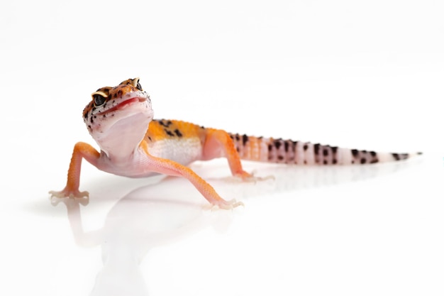 Оранжевая ящерица геккона на белом фоне