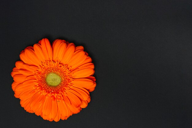 Orange gerbera flower on dark table