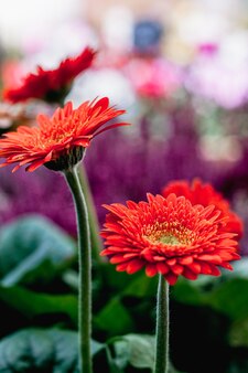 Оранжевый цветок герберы - подробное фото трех красных цветов герберы под естественным солнечным светом в саду с размытым фоном.