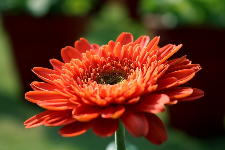 Free Photo orange gerbera flower