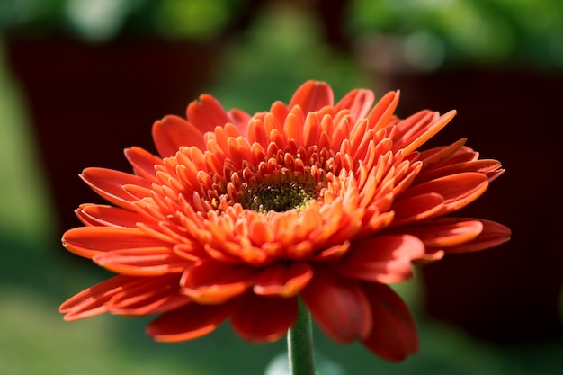 Orange gerbera flower